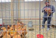 A falta de huevos, estadounidenses crían gallinas en casa para abastecerse