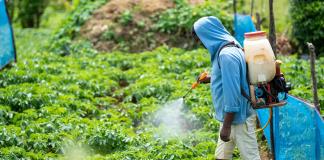 Los pesticidas causan daño considerable a la biodiversidad, advierte estudio