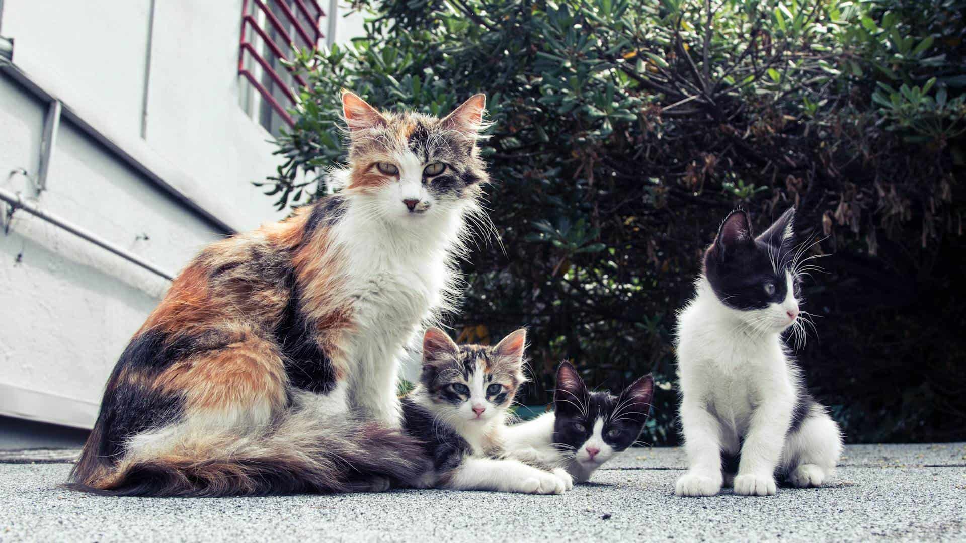 Día mundial de la esterilización: México enfrenta una crisis de sobrepoblación canina y felina