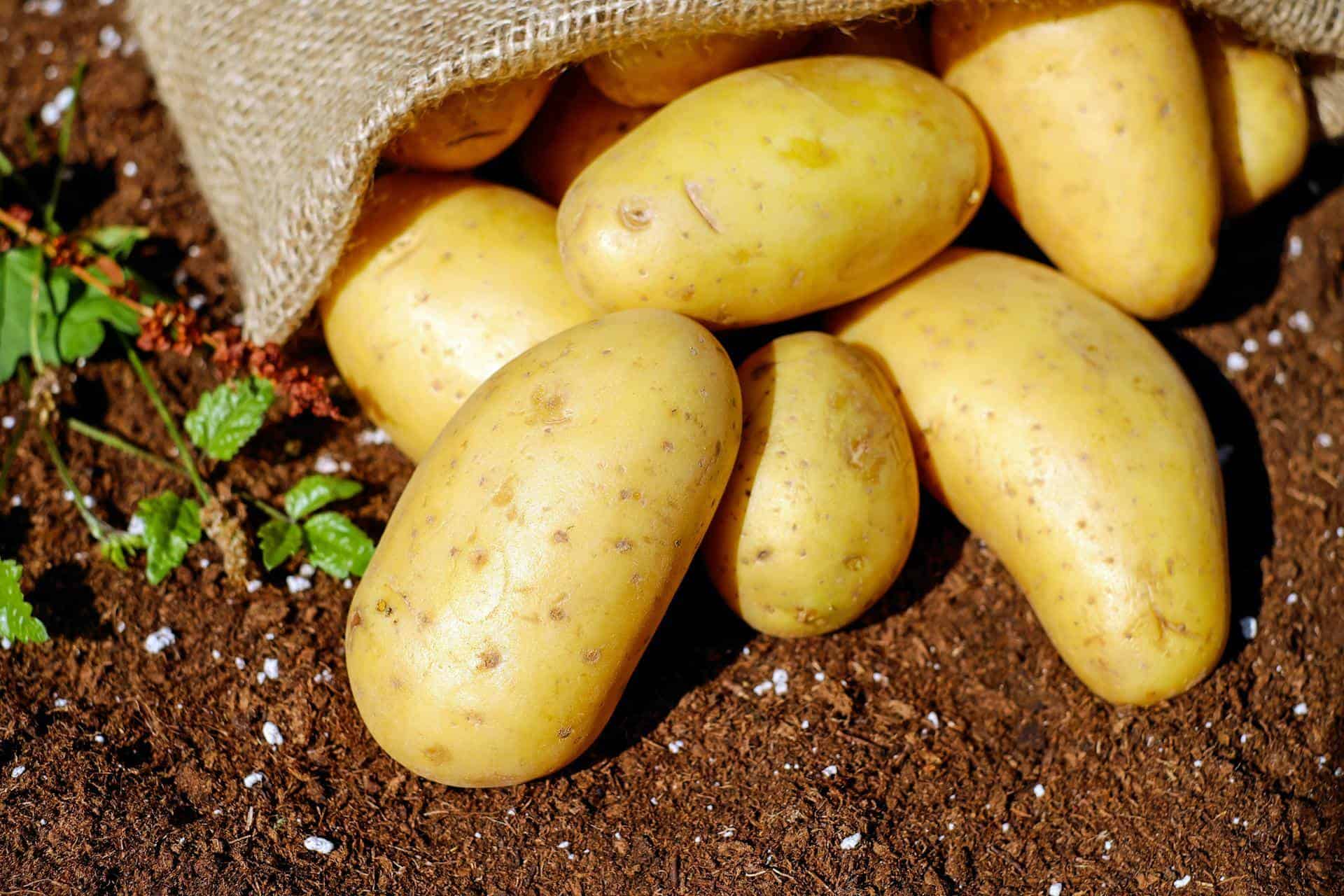 La papa, producto tradicional de la dieta alemana, vive un nuevo auge