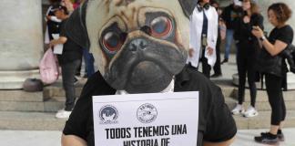 Veterinarios en México exigen un alto a los ataques contra el gremio tras un asesinato