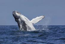 Demandan a Gobierno Trump por poner en peligro a ballenas y tortugas del Golfo de México