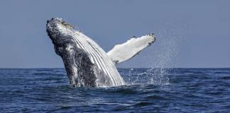 Demandan a Gobierno Trump por poner en peligro a ballenas y tortugas del Golfo de México