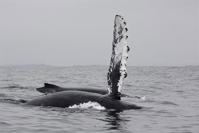 Chile se ha convertido en un corredor mortal para las ballenas, advierten expertos