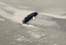 Investigan hallazgo de ballena muerta en isla alemana del mar del Norte