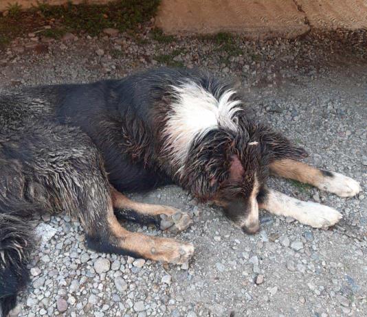 En 2024, Zapotlán registró 244 agresiones de perros