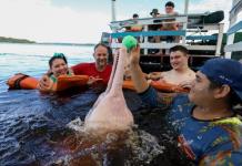 Terapia con delfines amazónicos ayuda a jóvenes con discapacidad en Brasil