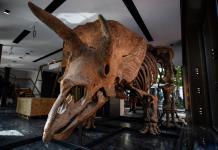 El lucrativo y turbio mercado de los restos de dinosaurios