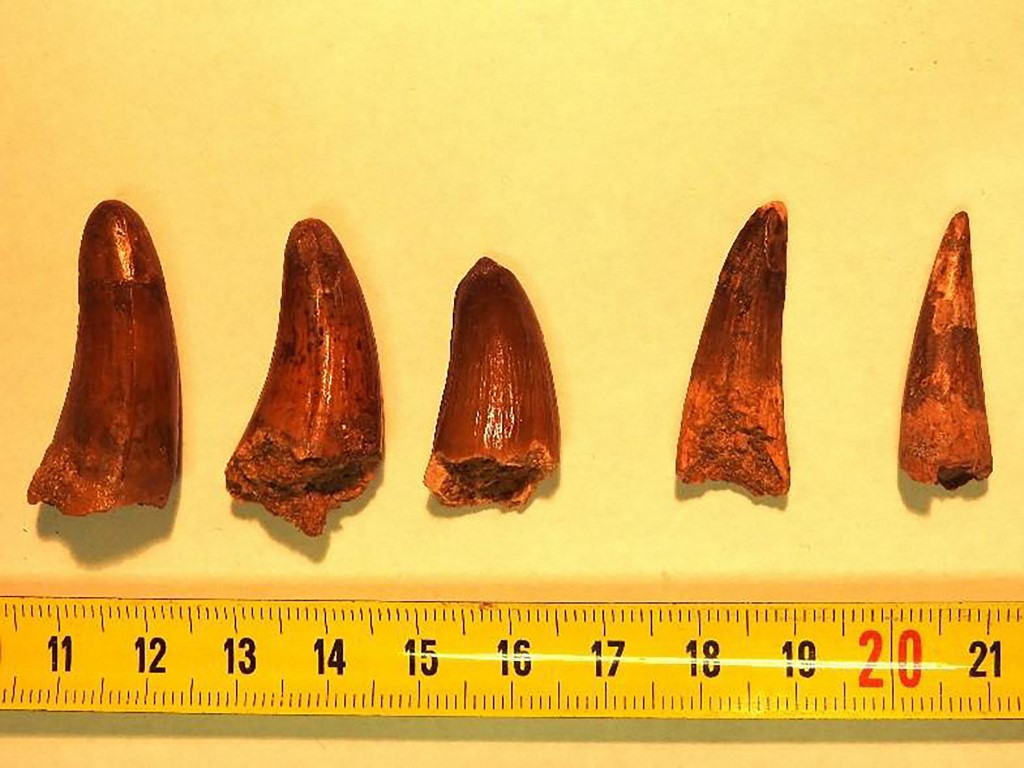 El lucrativo y turbio mercado de los restos de dinosaurios