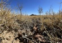 Sequía extrema golpea a Chihuahua y pone en riesgo producción agrícola en norte de México