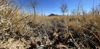 Sequía extrema golpea a Chihuahua y pone en riesgo producción agrícola en norte de México