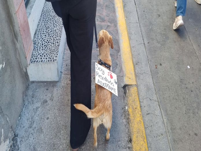 Se manifestaron rescatistas y habitantes de Lagos en pro de los animales