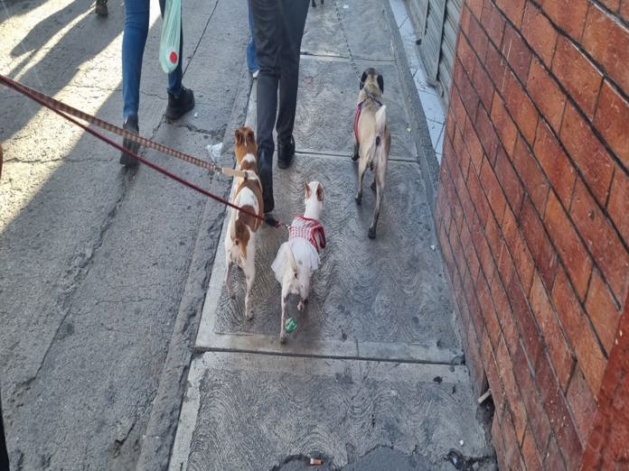 Se manifestaron rescatistas y habitantes de Lagos en pro de los animales