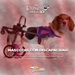 Mascotas con discapacidad - El Expresso de las 10 - Lu. 10 marzo 2025