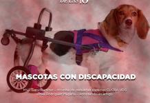 Mascotas con discapacidad - El Expresso de las 10 - Lu. 10 marzo 2025