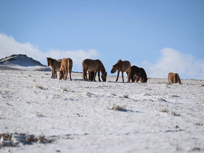 En la estepa de Mongolia, el cambio climático lleva al límite a los pastores