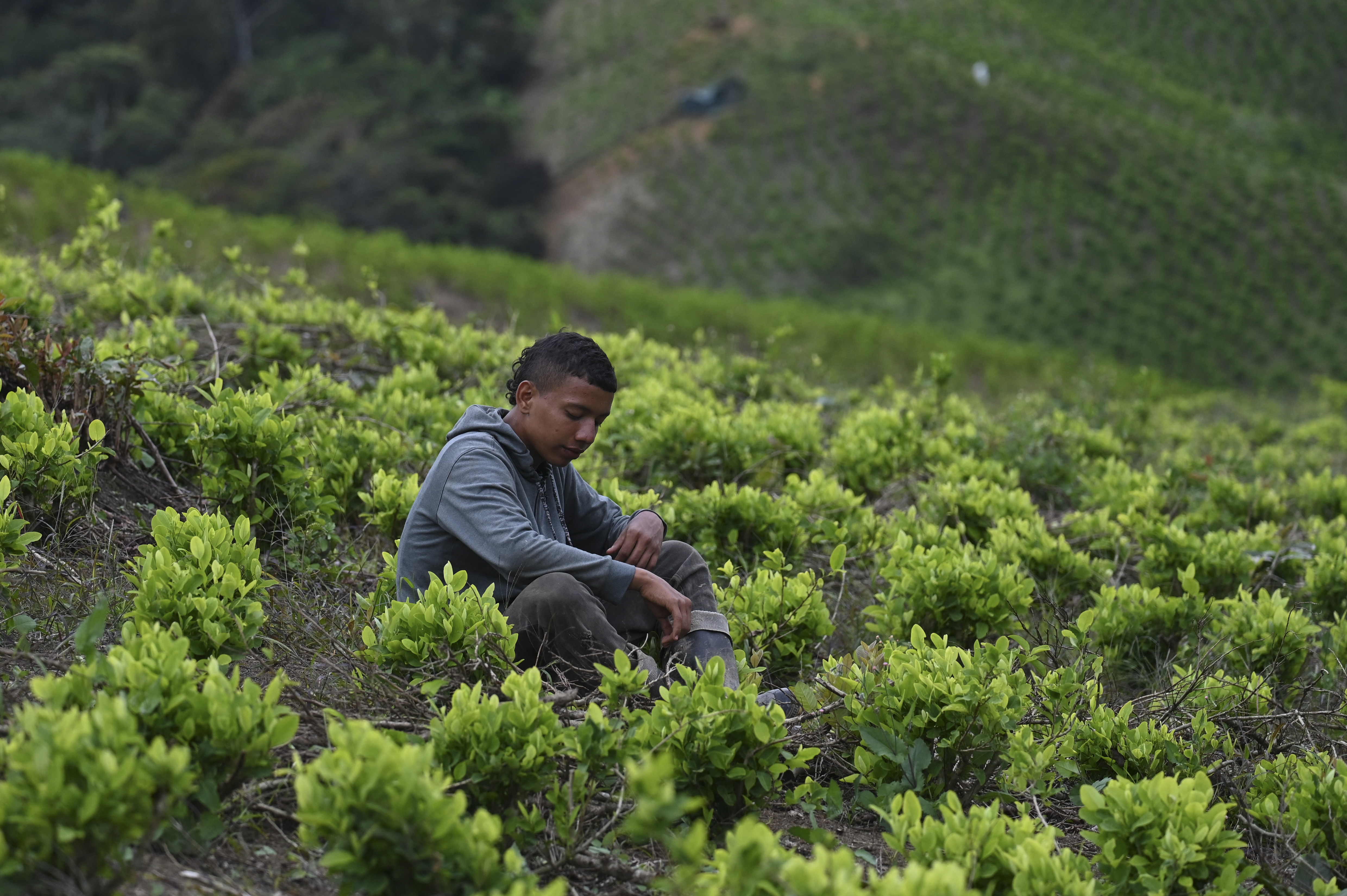 El cañón de la coca, talón de Aquiles del proyecto de paz en Colombia