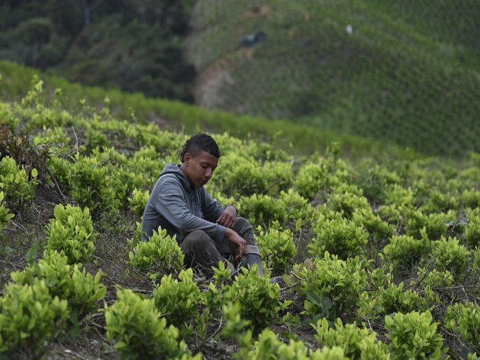 México y Bolivia se sumarán al pedido de Colombia ante ONU para despenalizar la coca