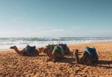 Paseos en camellos son una de las atracciones turísticas de mayor demanda en playas del pacífico mexicano