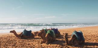 Paseos en camellos son una de las atracciones turísticas de mayor demanda en playas del pacífico mexicano