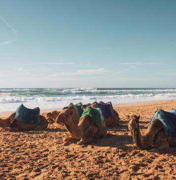 Paseos en camellos son una de las atracciones turísticas de mayor demanda en playas del pacífico mexicano