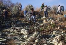 La industria del tequila en México define estrategias para afrontar aranceles de Trump