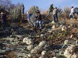 La industria del tequila en México define estrategias para afrontar aranceles de Trump