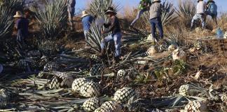 La industria del tequila en México define estrategias para afrontar aranceles de Trump