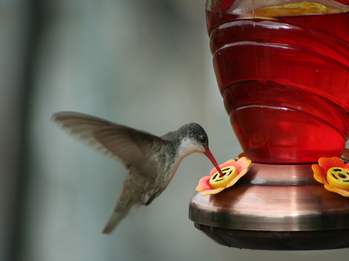 Académicos del CUCBA detectan bacterias de humanos en colibríes