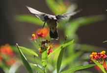 Académicos del CUCBA detectan bacterias de humanos en colibríes