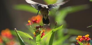 Académicos del CUCBA detectan bacterias de humanos en colibríes