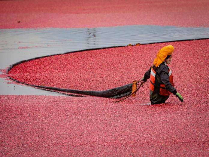 Los arándanos llevan el sabor de China a todo el mundo