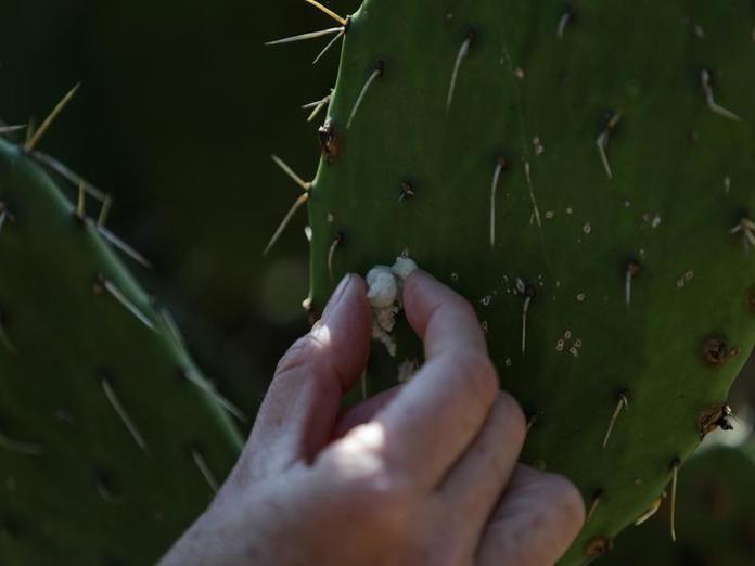 Zona Arqueológica de Cuicuilco representa un sitio excepcional para la biodiversidad en la Ciudad de México