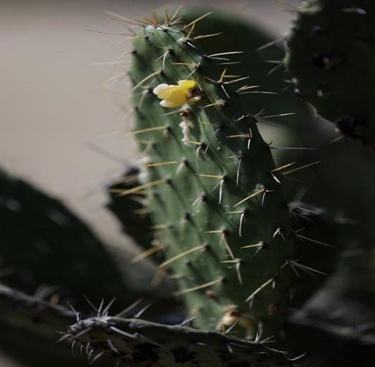 Zona Arqueológica de Cuicuilco representa un sitio excepcional para la biodiversidad en la Ciudad de México