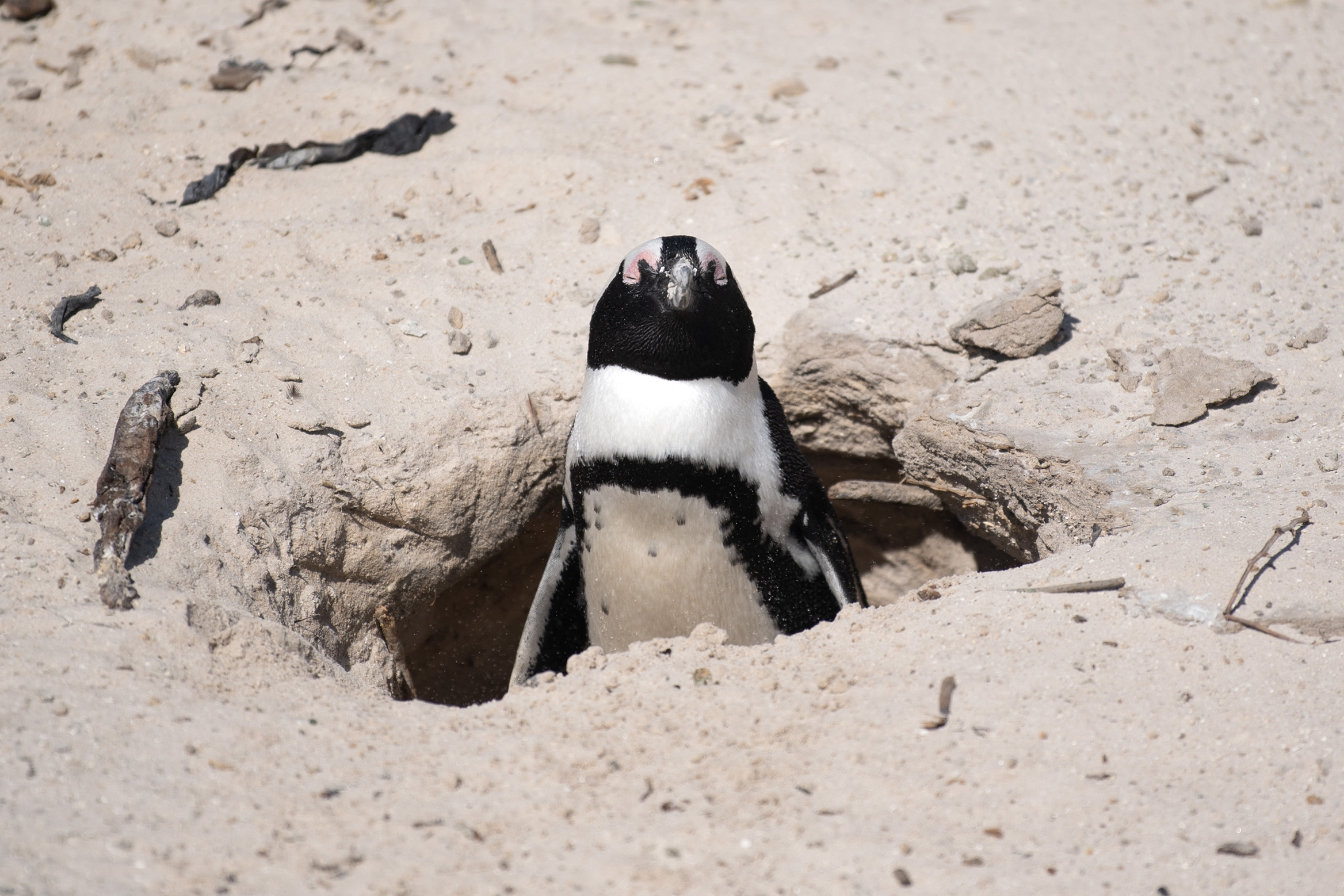 Medidas en Sudáfrica para proteger pingüinos de El Cabo, amenazados de extinción