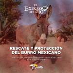 Rescate y protección del burro mexicano - El Expresso de las 10 - Vi. 21 Marzo 2025