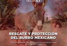 Rescate y protección del burro mexicano - El Expresso de las 10 - Vi. 21 Marzo 2025