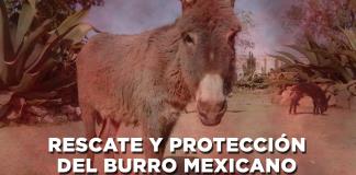 Rescate y protección del burro mexicano - El Expresso de las 10 - Vi. 21 Marzo 2025