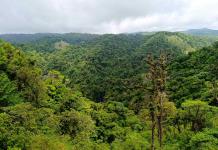 El bosque nuboso de Costa Rica, una joya natural que lucha contra la crisis climática