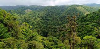 El bosque nuboso de Costa Rica, una joya natural que lucha contra la crisis climática