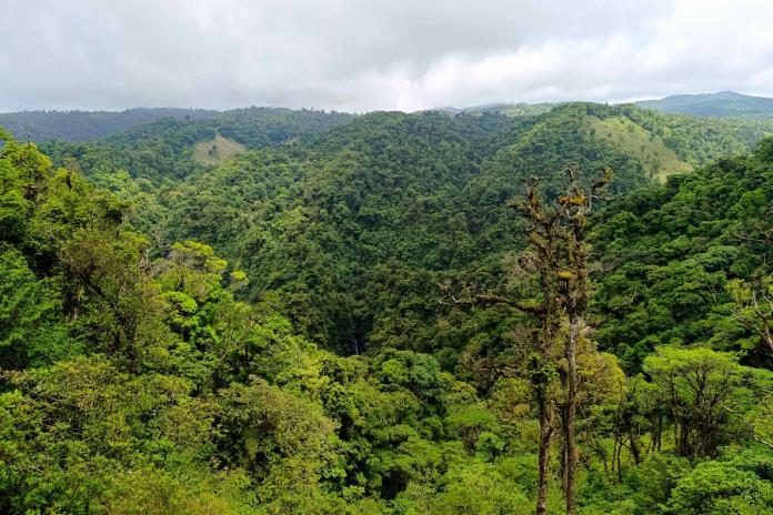El bosque nuboso de Costa Rica, una joya natural que lucha contra la crisis climática