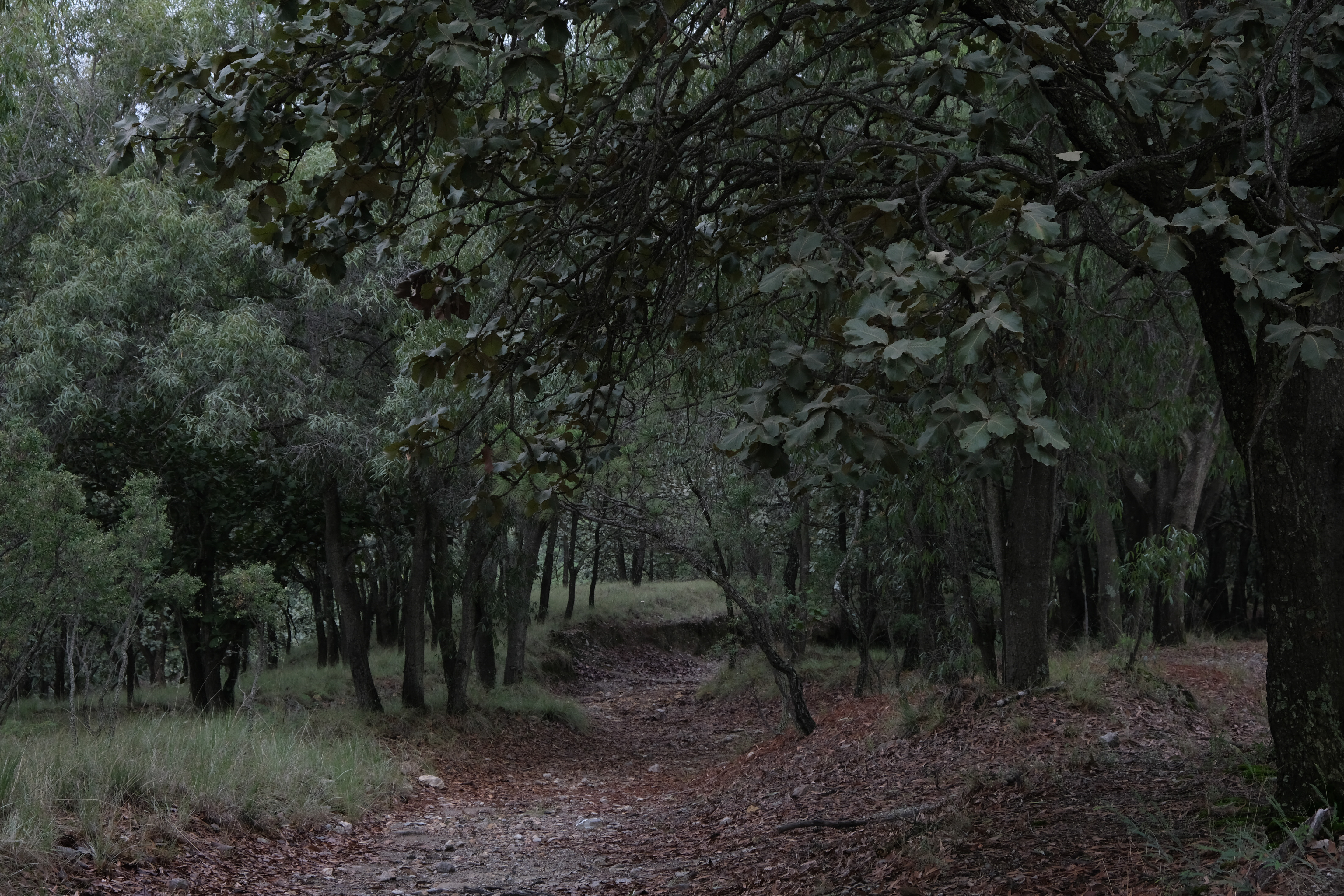Otra vez postergan el plan de manejo del Bosque La Primavera