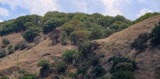 México registra 123 incendios forestales activos con 52.315 hectáreas afectadas