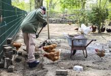 Presos cuidan a gallinas enfermas en proyecto carcelario