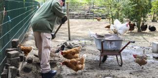 Presos cuidan a gallinas enfermas en proyecto carcelario