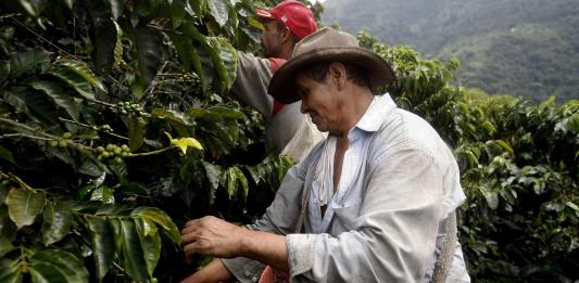 El café de zonas afectadas por el conflicto colombiano viaja a Europa en busca de nuevos mercados