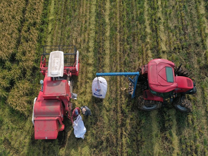 Chile desarrolla un arroz resistente capaz de adaptarse al cambio climático Chile desarrolla un arroz resistente capaz de adaptarse al cambio climático