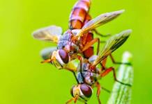 Disminución alarmante del número de insectos, según un censo en Reino Unido