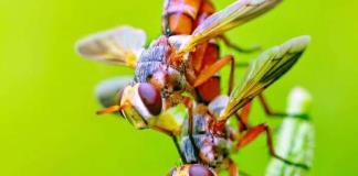 Disminución alarmante del número de insectos, según un censo en Reino Unido