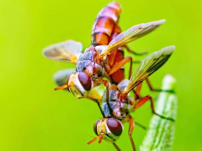 Disminución alarmante del número de insectos, según un censo en Reino Unido Disminución alarmante del número de insectos, según un censo en Reino Unido